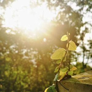 “多元文化”茶话会：小草✕哪里✕帽子：心理宿舍第29期