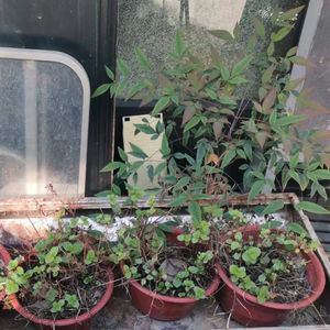 自称的唯物主义者如何看这个社会？康景翔✕小张：心理宿舍第53期