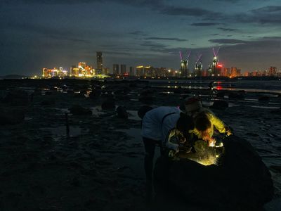 熙熙攘攘潮间带-热热闹闹红树林