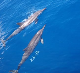 两只萤火虫的意识流