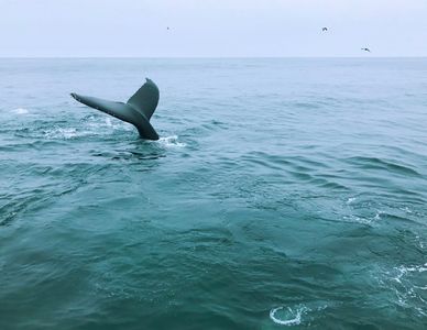 Chasing Cetacea-追逐鲸鱼