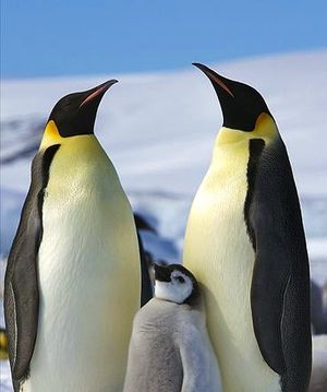 World Penguin Day Special. Part 1: Every Penguin Counts