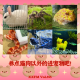 养点除了猫狗以外的宠物Vol355 XXFM