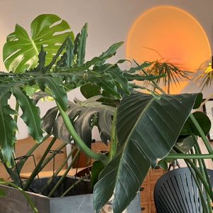 第一稿-设计师们怎么看网红设计