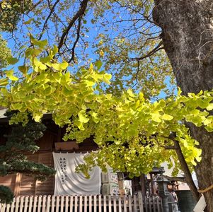 Vol50 癸亥月使用指南|十天干分析|万物复苏前的秋收冬藏