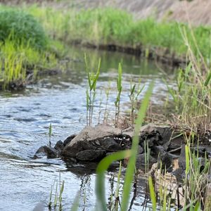 Vol73 清明时节：萌芽、生命力与爱的扩张｜祖先链接冥想