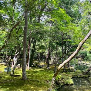Vol36 孤独感&权威角色&撒娇与示弱：3位留日在读博士的碎碎念