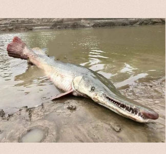 0096 弃养宠物“鳄雀鳝” 是福鳄还是人祸？