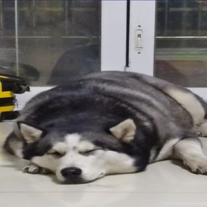 0111 入春第一天抓紧来拯救一下我家狗子吧！