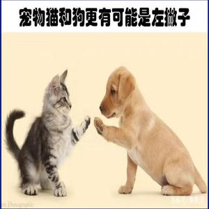 0112 右撇猫抗压性更强，左撇汪比较悲伤，你也试验过嘛？