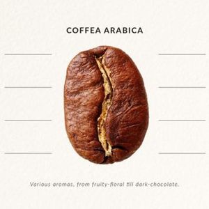 我采访了一位自由职业20年的咖啡冲煮冠军