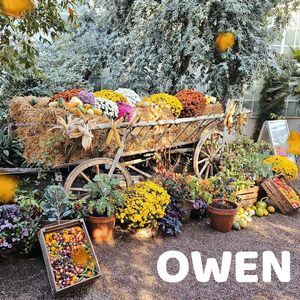 哞哞鸟-不合群是因为没有找对投缘的伙伴-Moo Bird (Owen)