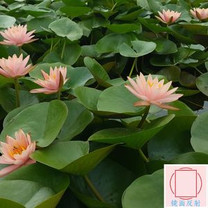 Vol.10 杨知寒×安大飞×刘绍禹:生活与写作中的不对劲和太得劲