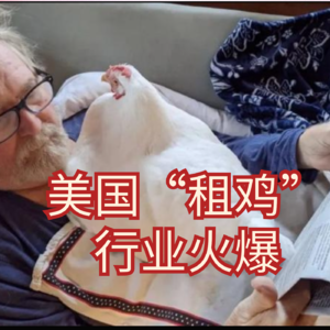 美国的“租鸡”行业为什么这么火？