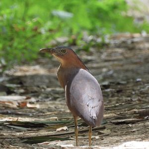 3 ChitChat Book Review|鸟人销夏录