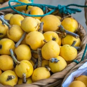 苏州人喊你吃枇杷啦【求月票】