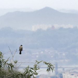 《庄子·逍遥游》（诵读版）