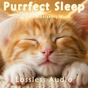 194.雨中自然冥想｜轻松唯美旅行日记｜猫咪呼噜声助眠｜深度放松｜完美睡眠