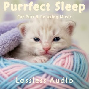 8 小时 - 雨中森林冥想｜灵魂飞升复古电子｜猫咪呼噜声助眠｜深度放松｜完美睡眠