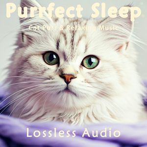 8小时 - 舒缓放松冥想｜猫咪呼噜｜深度放松｜完美睡眠