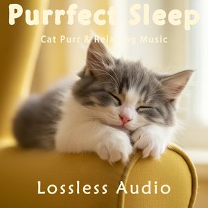 8 小时 - 环绕海浪冥想｜感性抒情放松｜猫咪呼噜声助眠｜深度放松｜完美睡眠