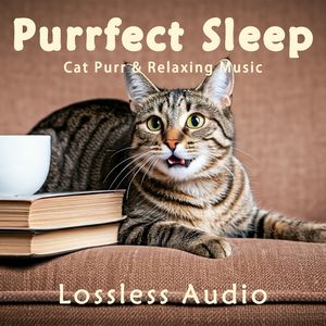 8小时 - 猫咪呼噜｜钢琴曲在湖上｜深度放松｜完美睡眠