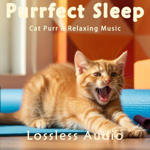 8小时 - 自然放松舒缓的正念冥想音乐融合猫咪呼噜声｜深度放松｜完美睡眠