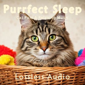 8小时 - 极致优雅｜绵软治愈｜猫咪呼噜｜深度放松｜完美睡眠