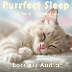 183.都市夜雨冥想｜默默等待-温暖柔和钢琴曲｜猫咪呼噜声助眠｜深度放松｜完美睡眠