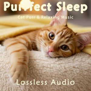 8 小时 - 清晨自然冥想｜平静舒缓安宁放松｜猫咪呼噜声助眠｜深度放松｜完美睡眠