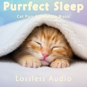 8 小时 - 雷雨气候冥想｜放松清新自然｜猫咪呼噜声助眠｜深度放松｜完美睡眠