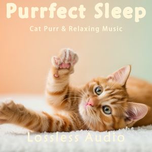 186.雨中自然冥想|助眠放松|猫咪呼噜声助眠|深度放松|完美睡眠