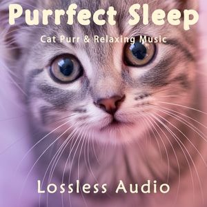 8小时 - 环绕海浪冥想｜暮光绿洲舒缓平和｜猫咪呼噜声助眠｜深度放松｜完美睡眠