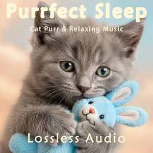 8 小时 - 雨中放松冥想｜太空梦幻氛围感音乐｜猫咪呼噜声助眠｜深度放松｜完美睡眠