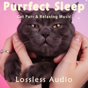 8小时 - 雷雨气候冥想|春天清新自然治愈|猫咪呼噜声助眠|深度放松|完美睡眠