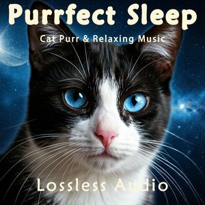 73.放松冥想｜自然治愈｜猫咪呼噜｜深度放松｜完美睡眠