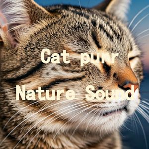 32.真实猫呼噜声+乡村氛围蟋蟀夏蝉｜3分钟入睡·白噪音循环