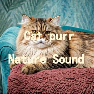 12.真实猫呼噜声+春风徐来自然音符|3分钟入睡·白噪音循环