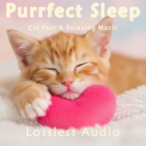 207.都市夜雨冥想｜空灵低语-如梦似幻｜猫咪呼噜声助眠｜深度放松｜完美睡眠