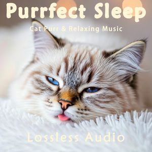 8小时 - 钢琴曲--二十四节气雨水｜猫咪呼噜｜深度放松｜完美睡眠