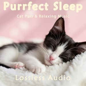 8 小时 - 环绕海浪冥想｜温暖深情凝望夜空｜猫咪呼噜声助眠｜深度放松｜完美睡眠