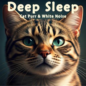 35.真实猫呼噜声+麦田长风啾啾鸟鸣｜3分钟入睡·白噪音循环