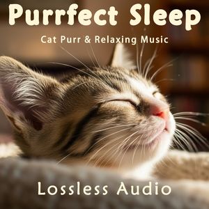 8 小时 - 都市夜雨冥想｜安静冥想瑜伽音乐｜猫咪呼噜声助眠｜深度放松｜完美睡眠