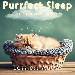 112.干净清爽的冥想放松音乐融合猫咪呼噜声｜深度放松｜完美睡眠