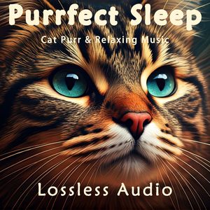 8小时 - 禅宗瑜伽｜冥想治愈｜猫咪呼噜｜深度放松｜完美睡眠