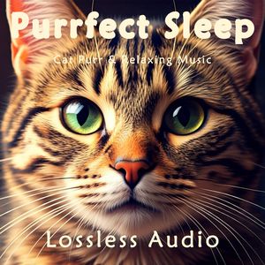 8小时 - 极致优雅｜宛转悠扬｜猫咪呼噜｜深度放松｜完美睡眠