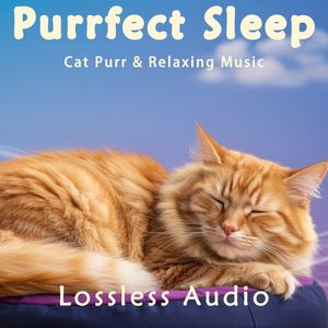 8 小时 - 雷雨气候冥想｜正念冥想曲｜猫咪呼噜声助眠｜深度放松｜完美睡眠