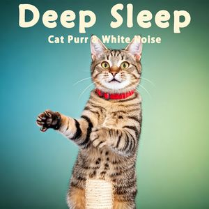 8小时- 真实猫呼噜声+雷雨阵阵超级舒睡｜3分钟入睡·白噪音循环