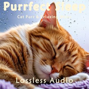 8小时 - 空灵安静冥想｜猫咪呼噜｜深度放松｜完美睡眠