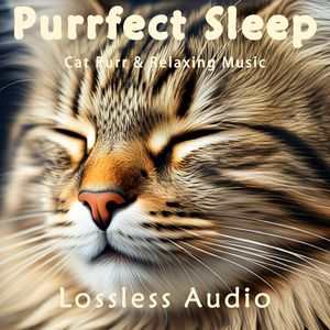 8小时 - 惬意放松｜瑜伽冥想｜猫咪呼噜｜深度放松｜完美睡眠